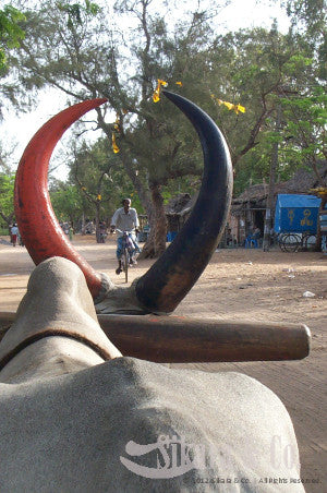 Indian Tusk Earrings