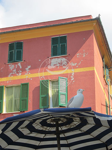 Italy: Bird Stripes - Cinque Terre