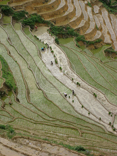 Vietnam: Working the Terrace - Sapa