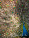 Peacock Bangle Aqua Chalcedony