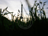 France: Tall as a Blade of Grass - Paris
