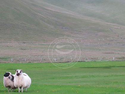 Iceland: Black Sheep of the Family