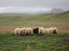 Iceland: Black Sheep of the Family