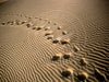 India: Desert Print - Thar Desert