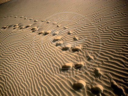 India: Desert Print - Thar Desert