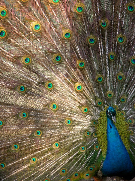 Peacock Gemstone Bangle (Black Onyx)