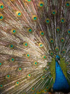 Peacock Feathers Ring Lapis Lazuli